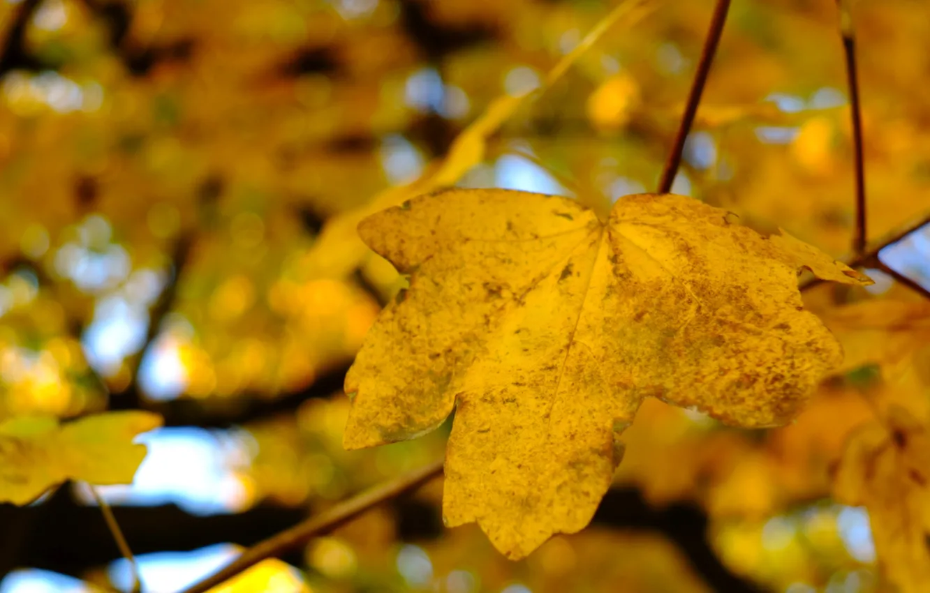 Фото обои nature, yellow, autumn