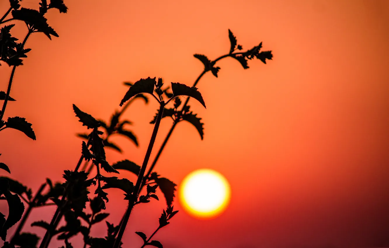 Фото обои солнце, закат, растения, силуэт