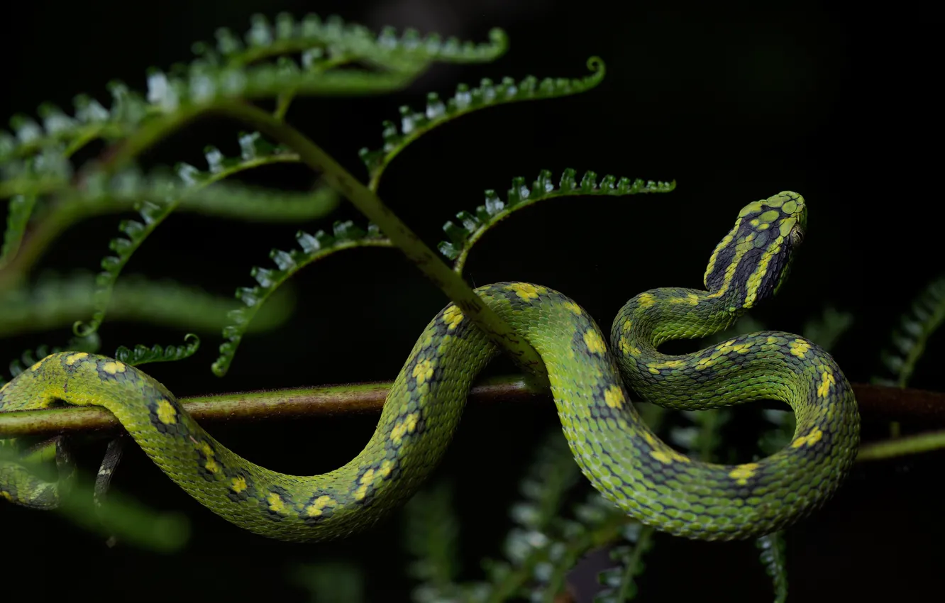 Фото обои листья, поза, зеленый, змея, стебель, черный фон, папоротник, пятнистый