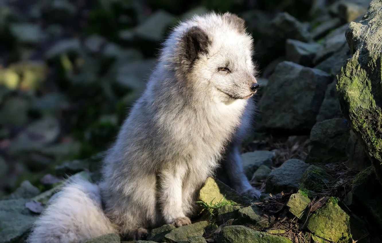 Фото обои природа, фон, Arctic Fox