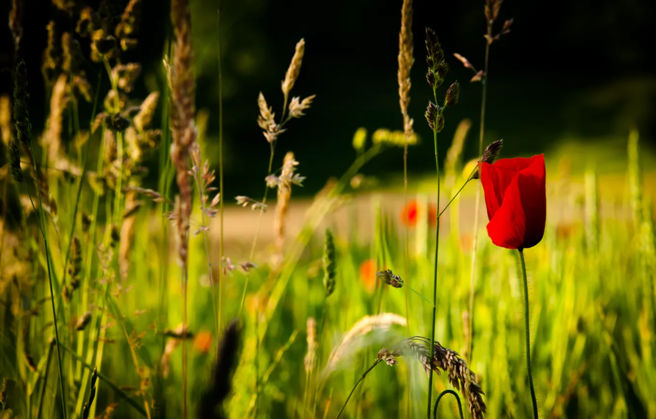 Фото обои red, flower, nature, spring