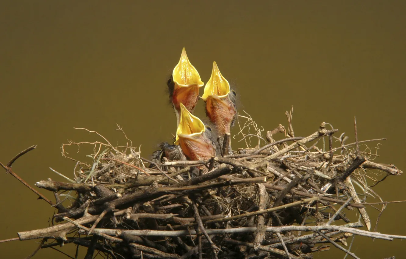 Фото обои гнездо, птенцы, голод