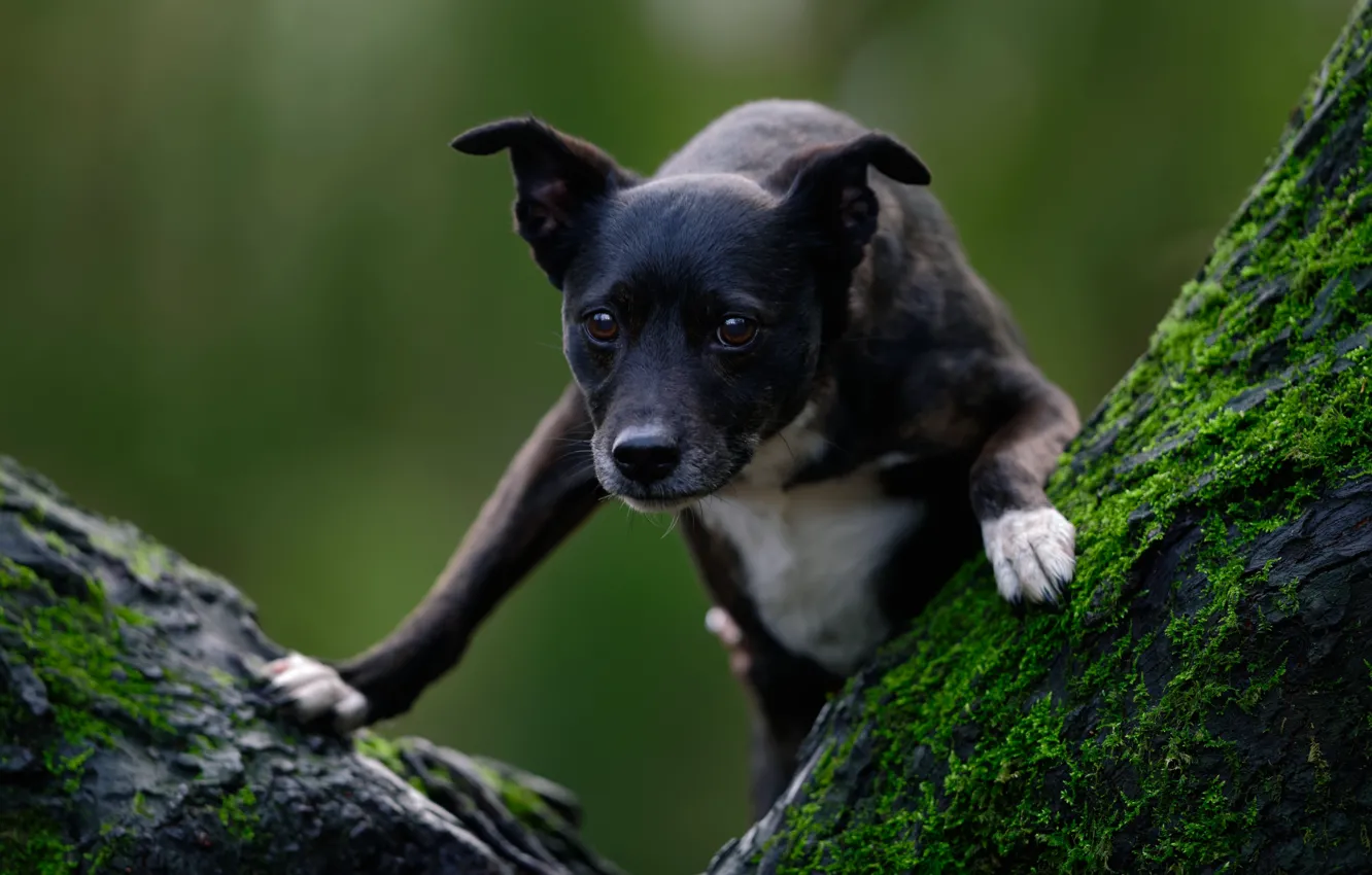 Фото обои морда, фон, дерево, мох, собака, лапы, Стаффордширский бультерьер