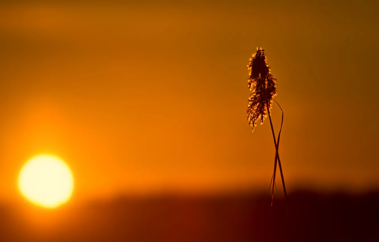 Фото обои солнце, свет, закат, травинка, метелка