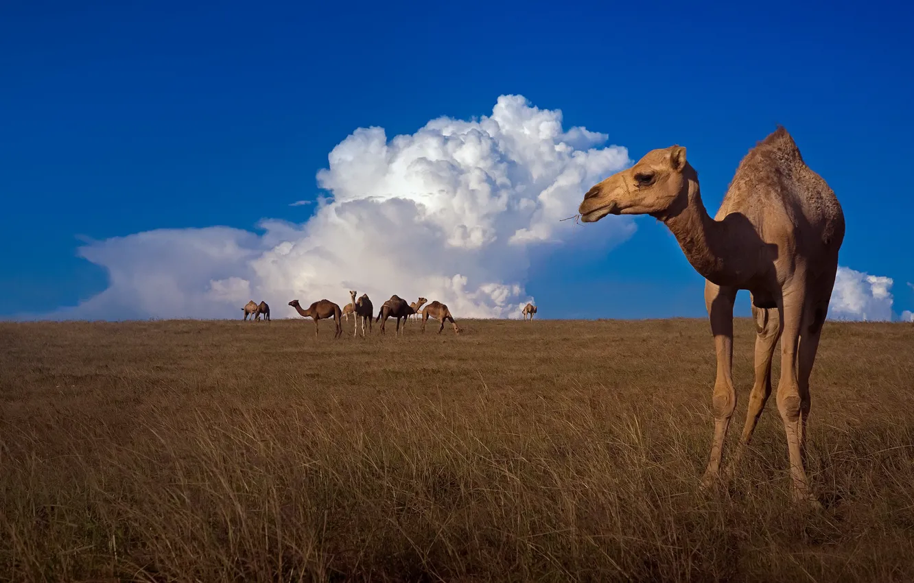 Фото обои небо, природа, верблюды