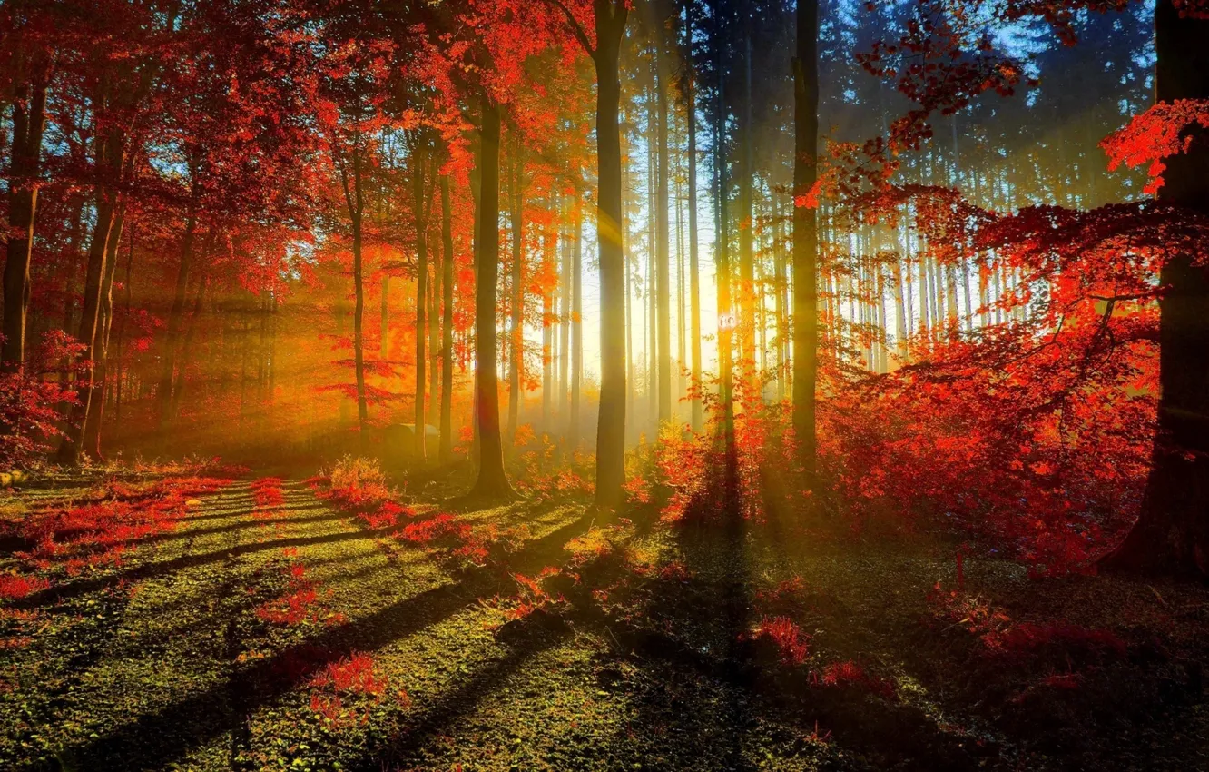 Фото обои wallpaper, forest, trees, autumn, rays, sun