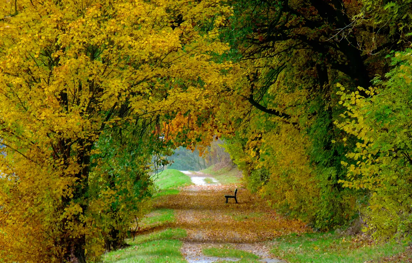 Фото обои осень, листья, деревья, скамейка, природа, colorful, дорожка, листопад