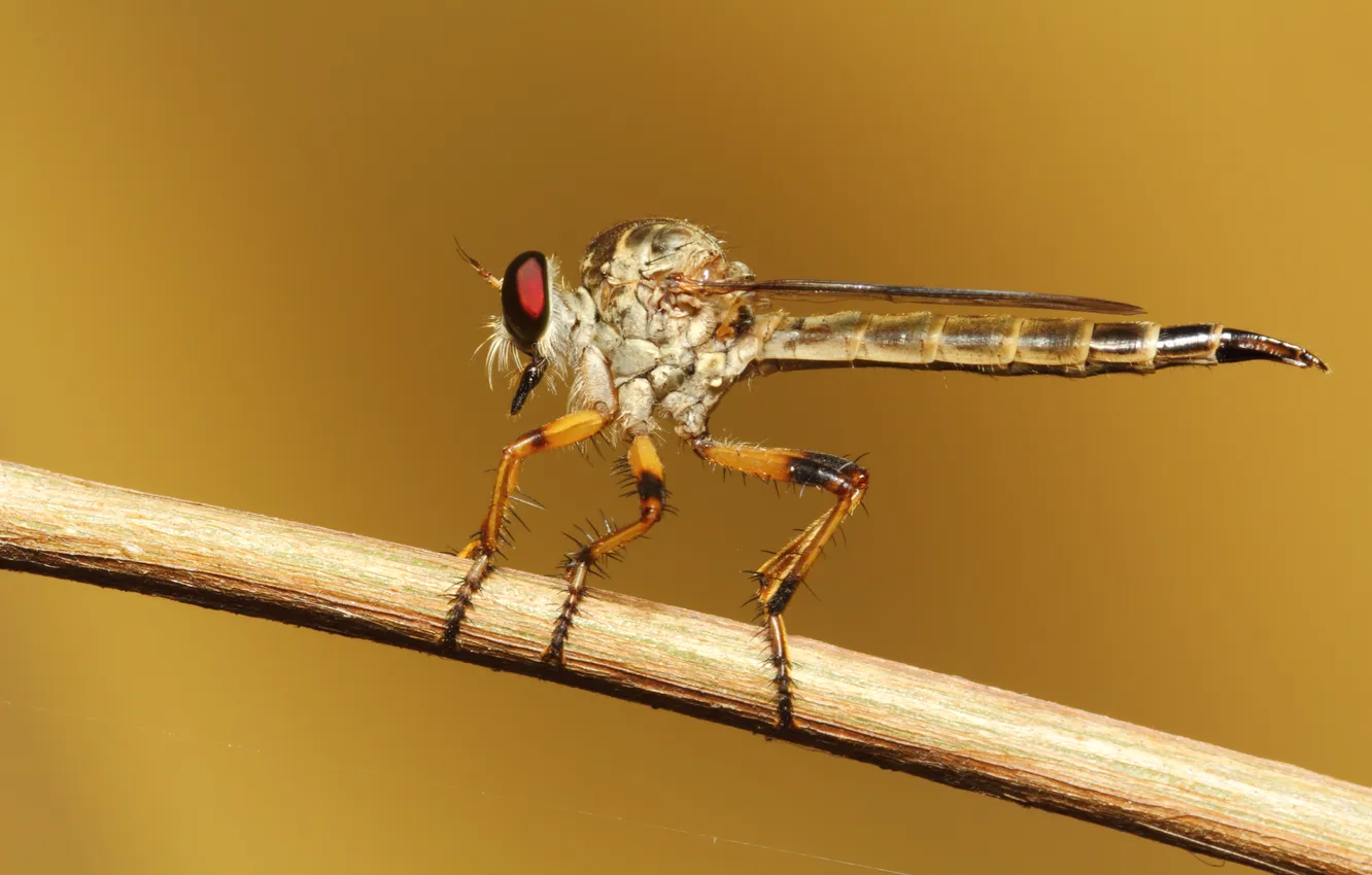 Фото обои brown, wings, eye, branch, insect, paws, fell, robberfly