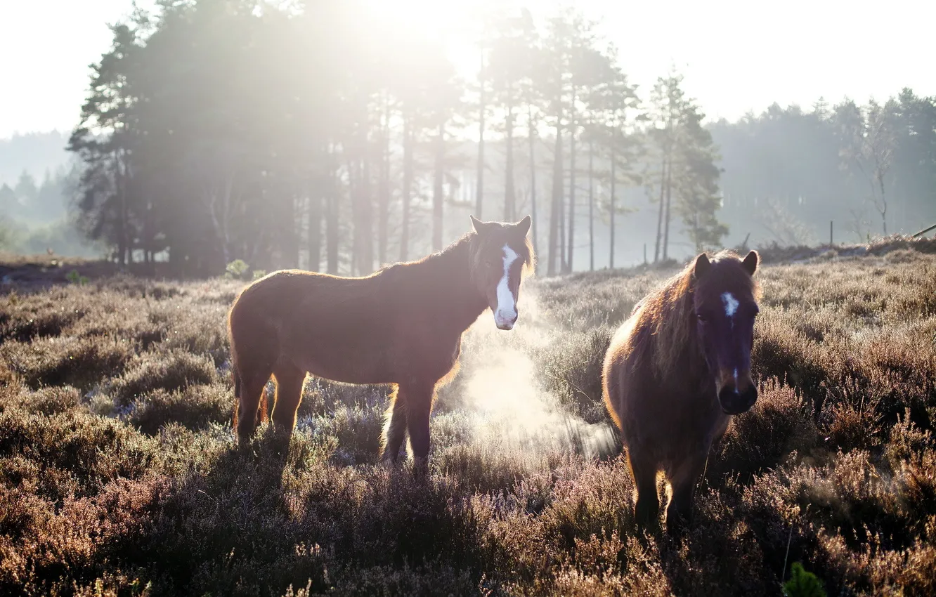 Фото обои поле, кони, утро