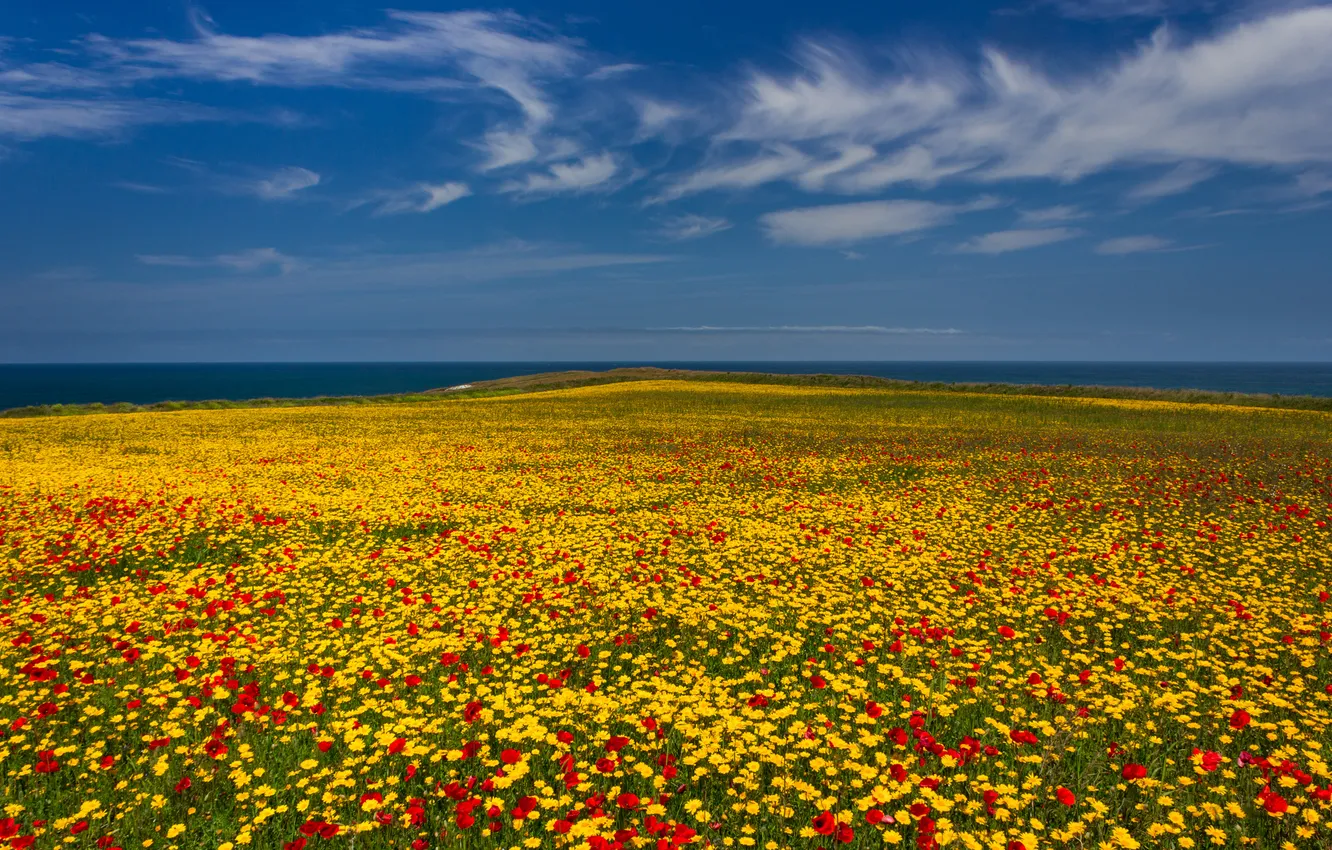 Фото обои море, поле, небо, цветы, луг