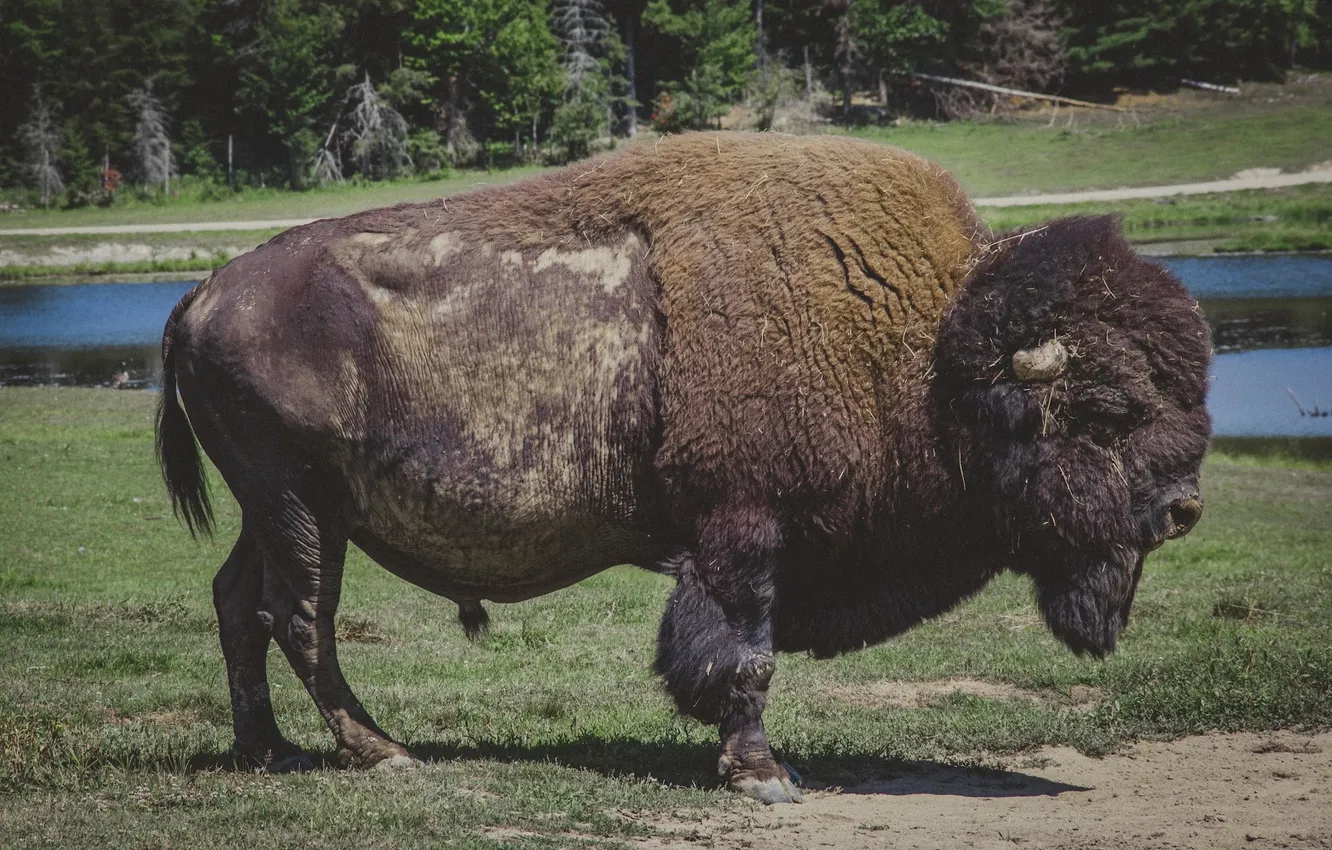 Фото обои america, animal, Buffalo, bison