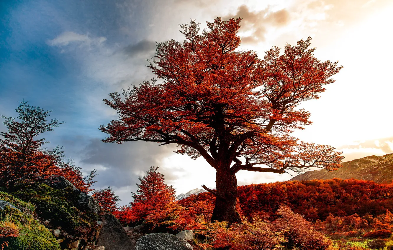 Фото обои осень, пейзаж, природа, камни, дерево, Чили