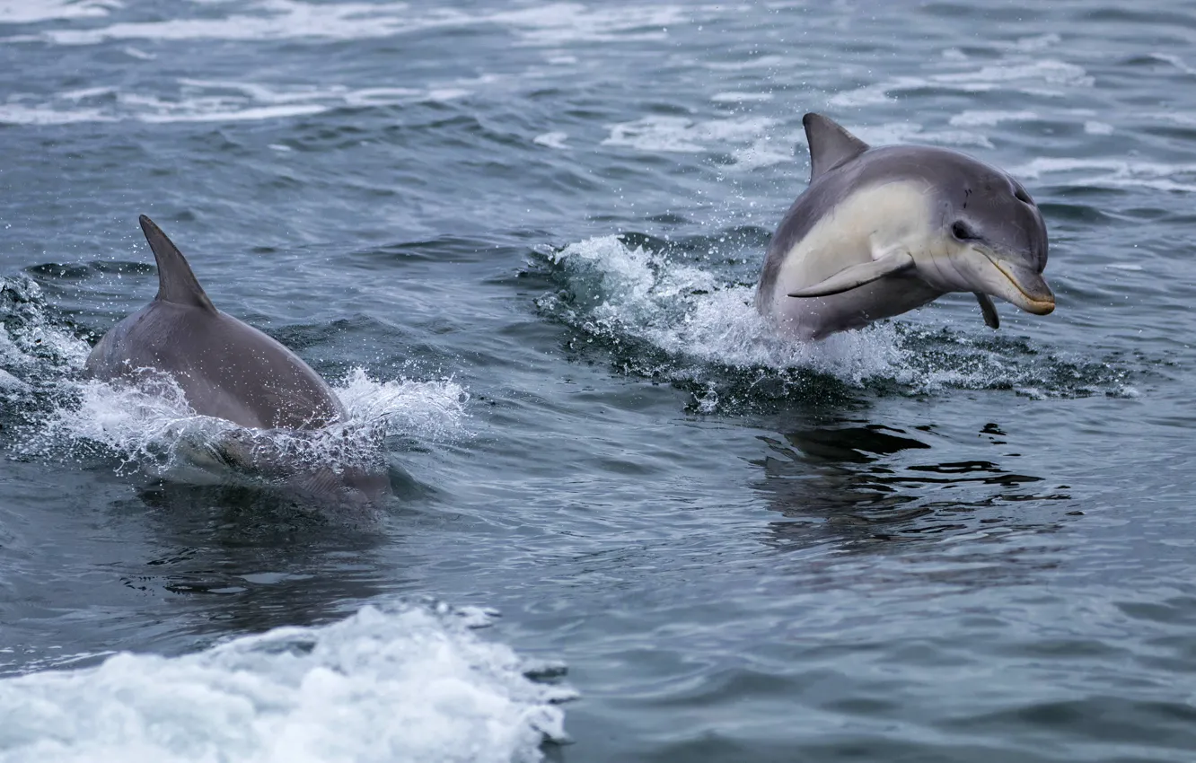 Фото обои море, волны, дельфин, прыжок, пара, дельфины, два, плавание