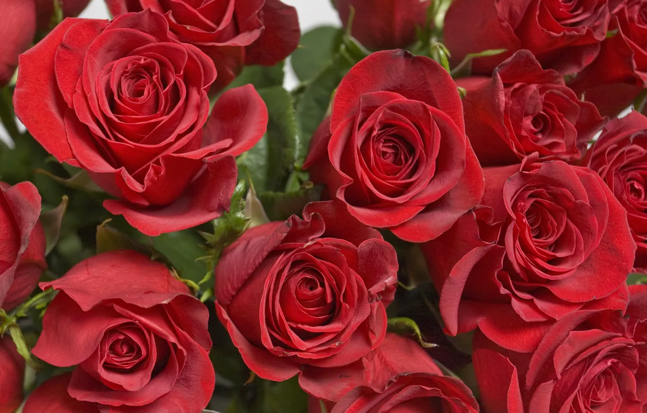 Фото обои розы, букет, red, красная роза, roses