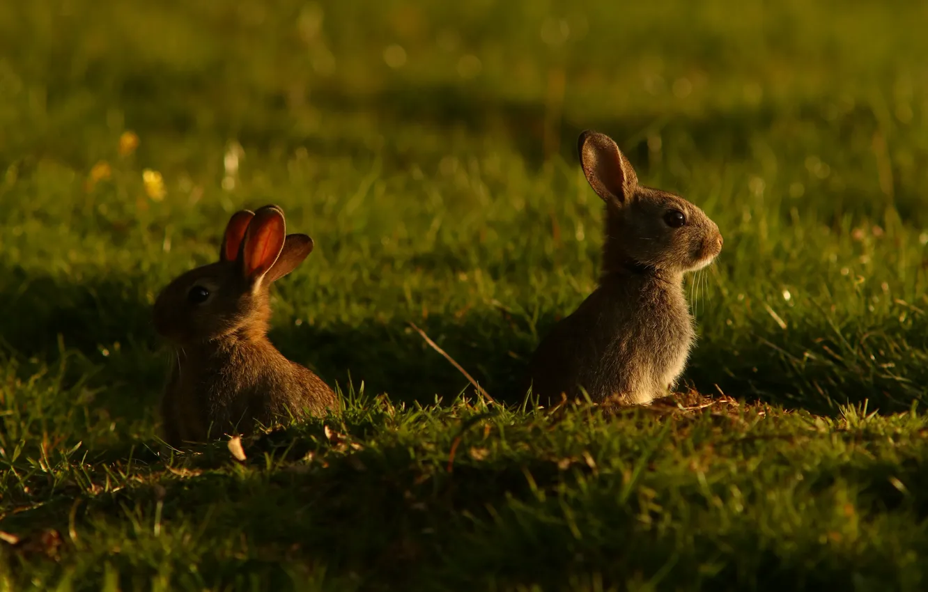 Фото обои трава, свет, поляна, кролик, кролики, зайчик, детеныши, зайчики