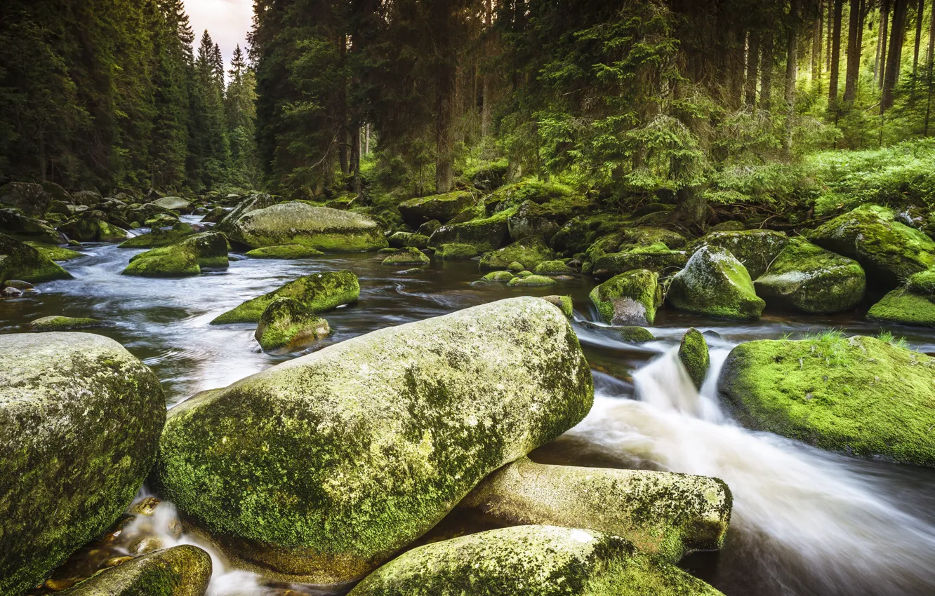 Фото обои лес, река, камни