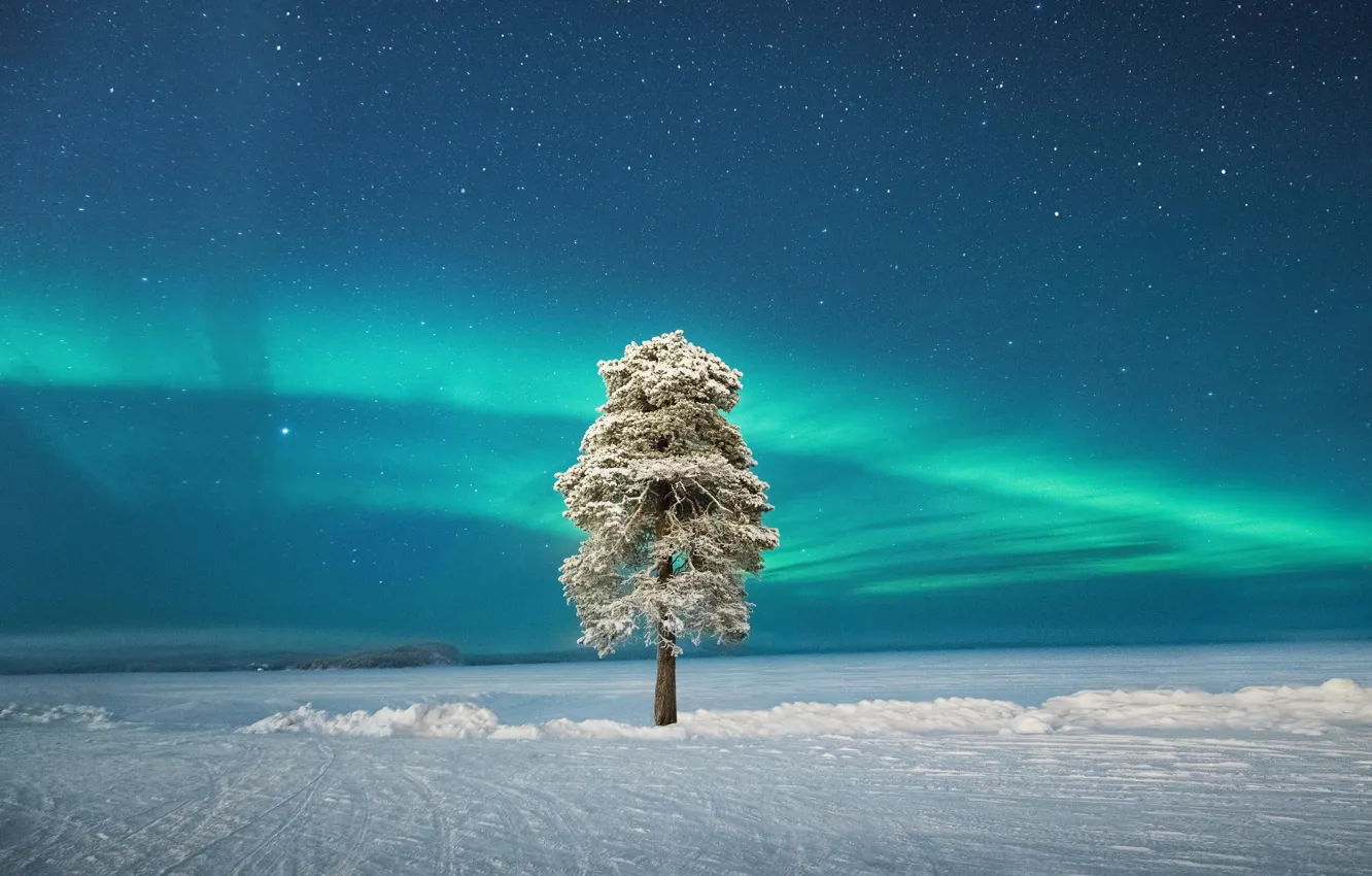 Фото обои Дерево, Финляндия, Finland, Lapland, Лапландия, Одинокое дерево, Lone Tree, Скандинавское сияние