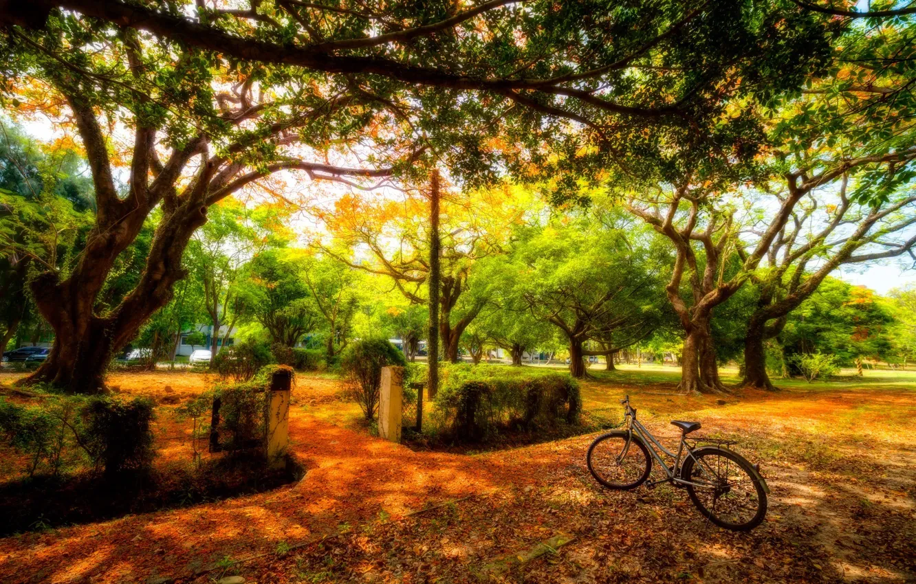 Фото обои деревья, велосипед, парк
