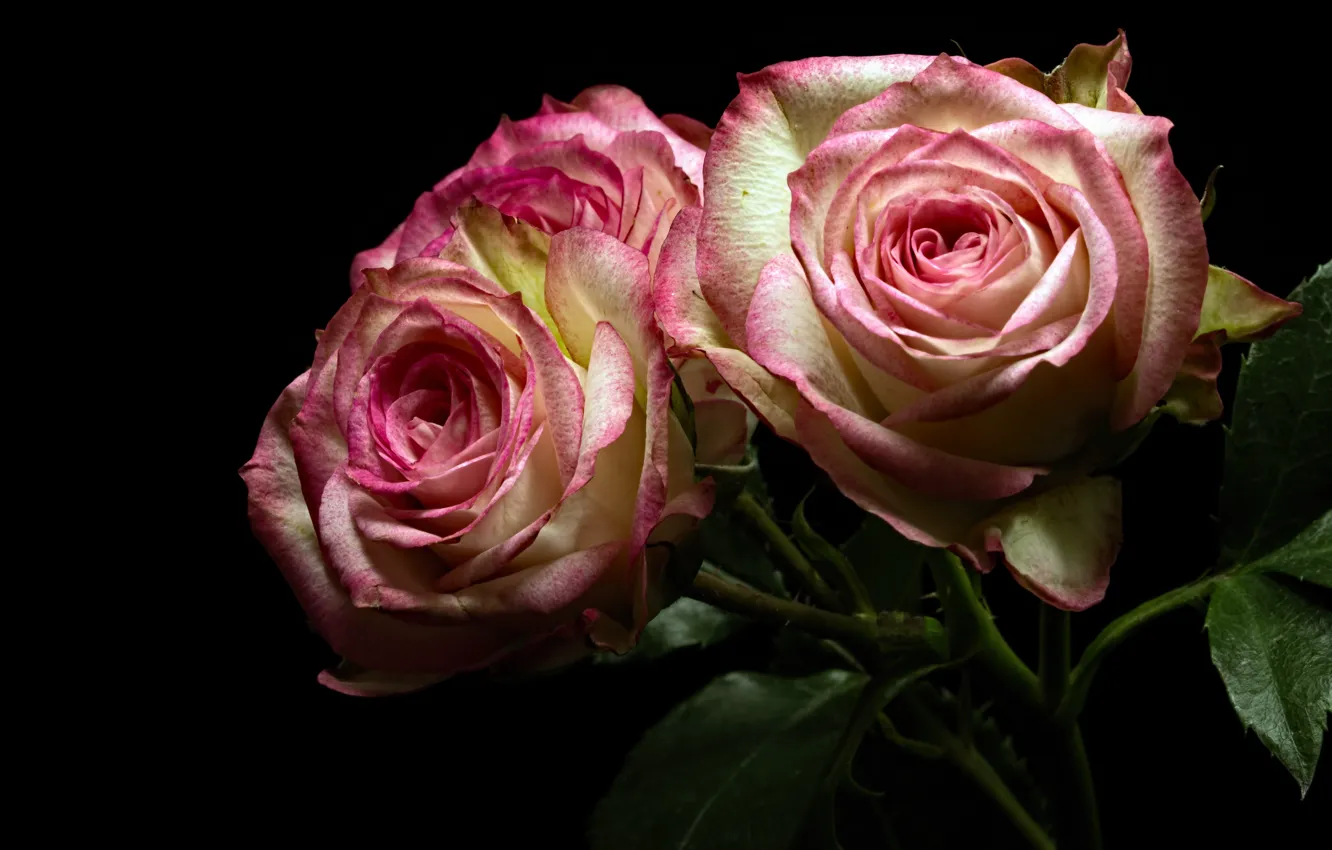Фото обои листья, цветы, розы, букет, розовые, черный фон, бутоны