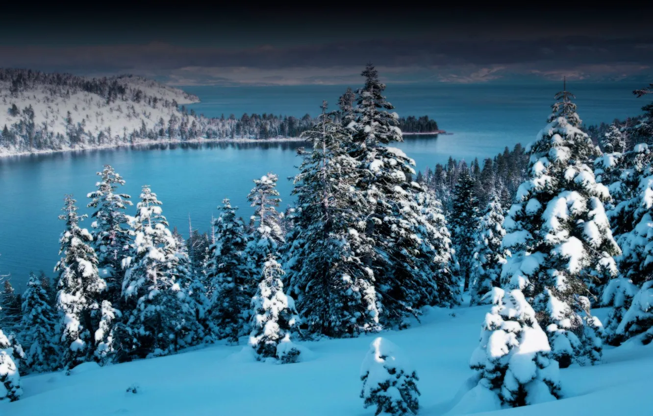 Фото обои зима, лес, снег, природа