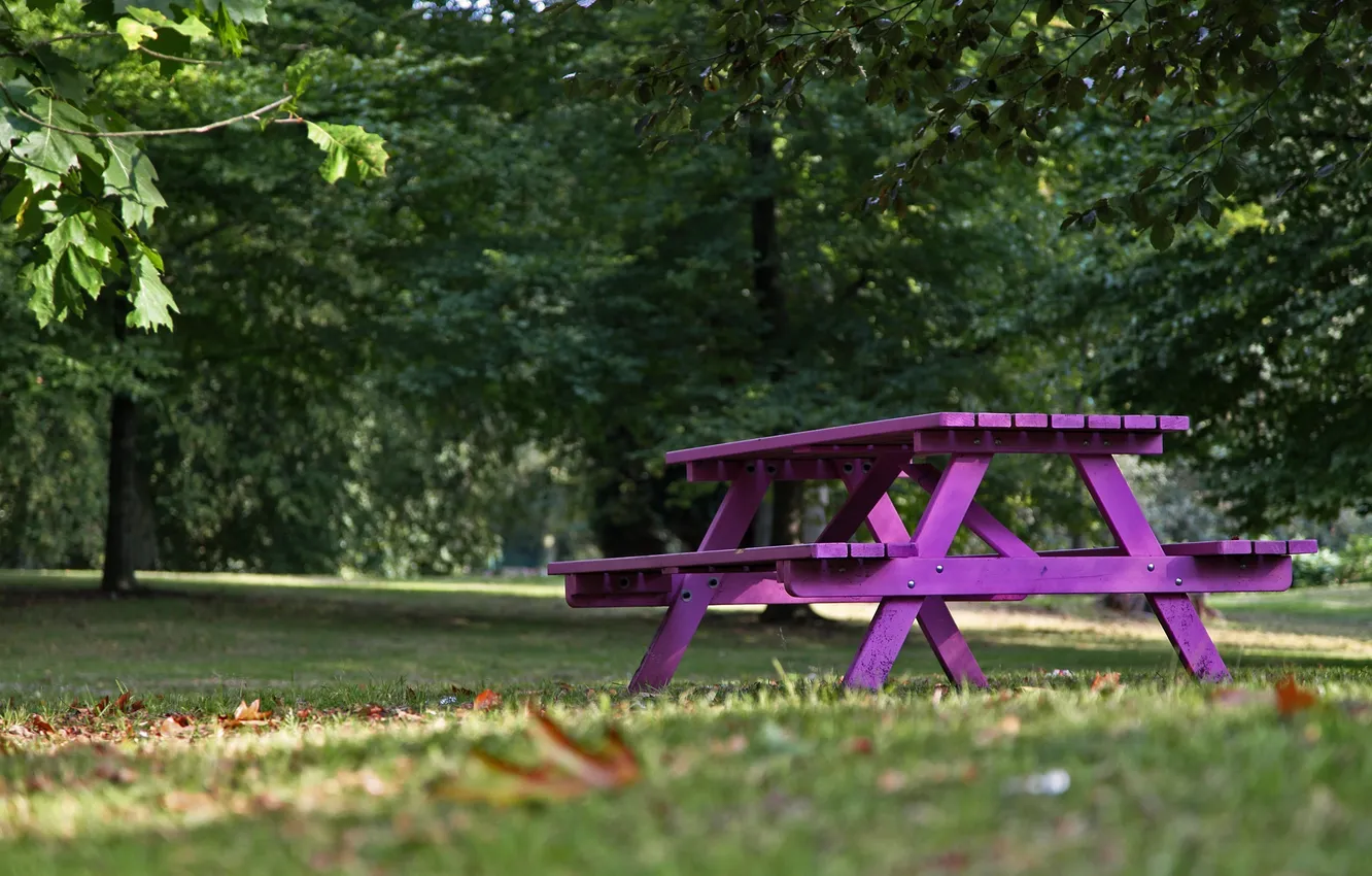 Фото обои макро, скамейка, природа, фиолетовая