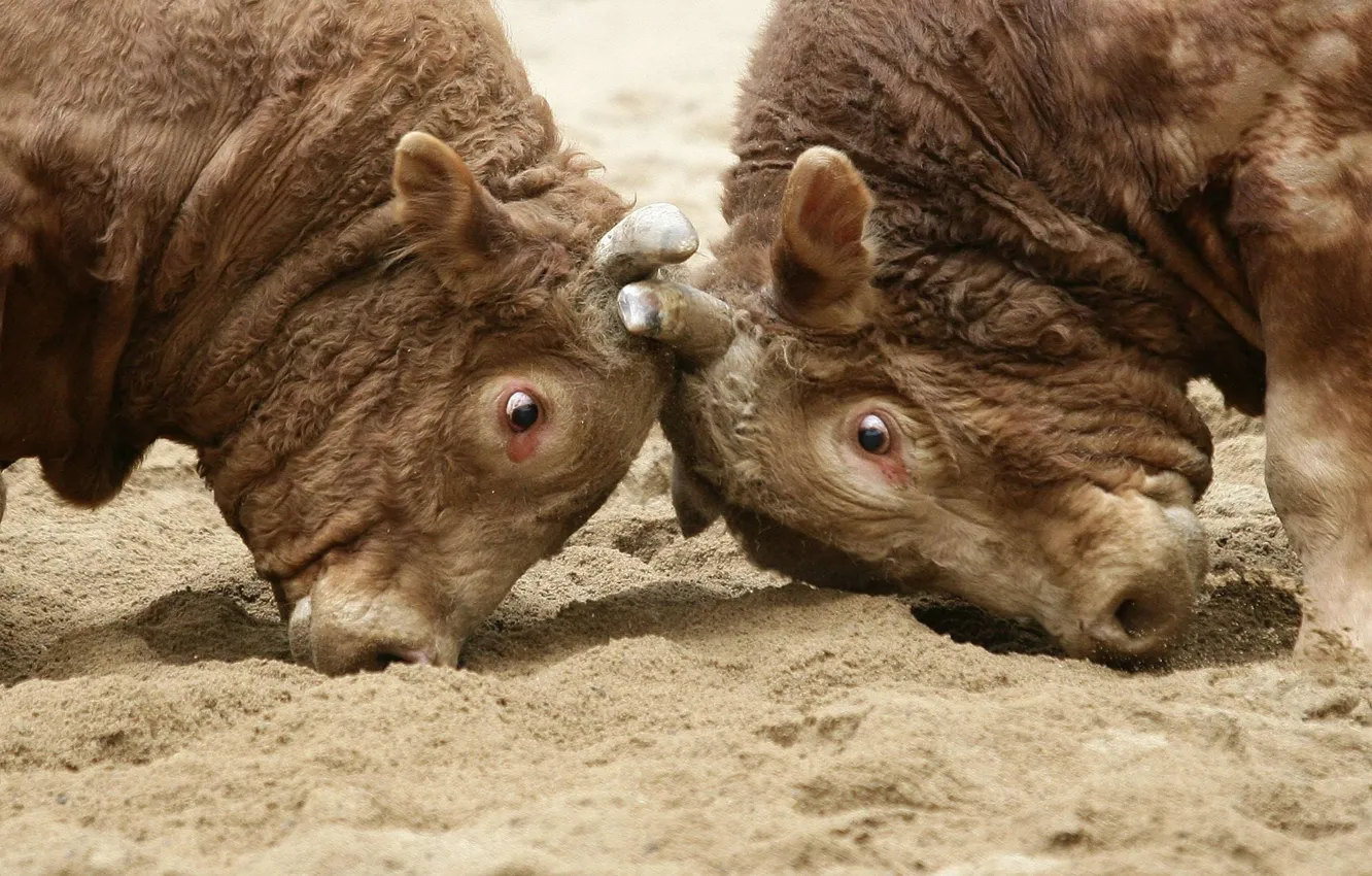 Фото обои бой, рогатый, бычок