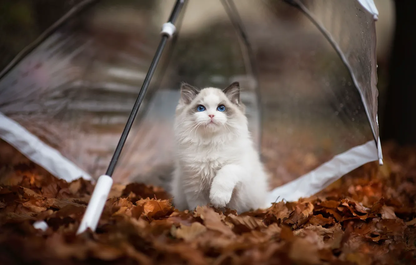 Фото обои осень, кошка, листья, поза, котенок, листва, зонт, пушистый