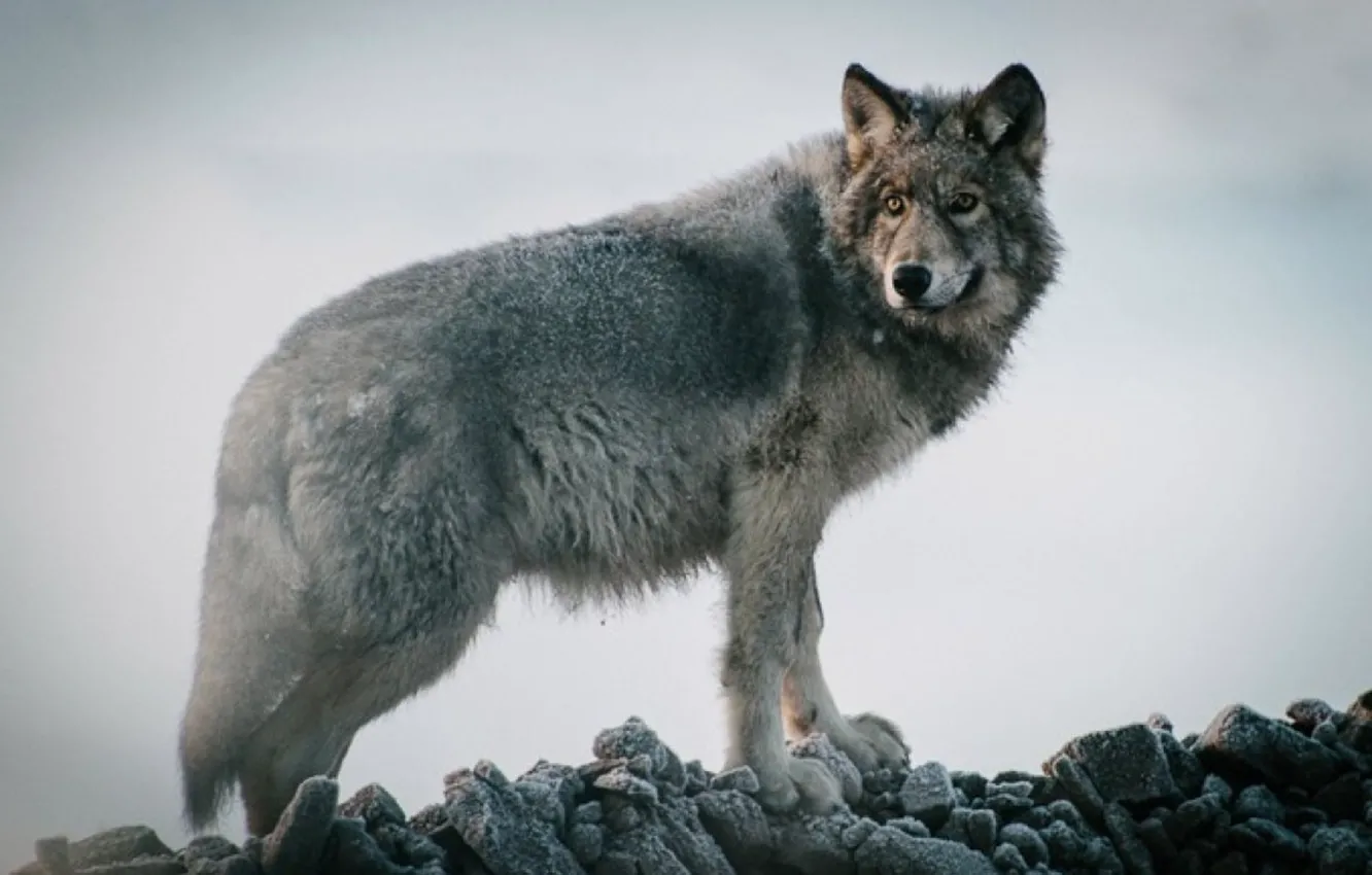Фото обои nature, predator, animal, wolf, wildlife, portrait, portrait., Canis lupus. face