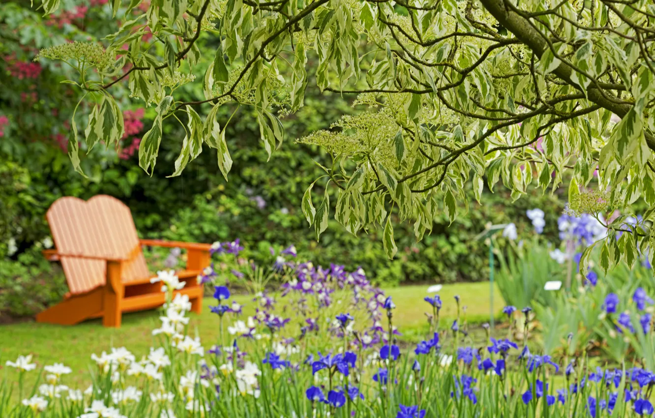 Фото обои цветы, скамейка, парк, дерево, ирисы, боке
