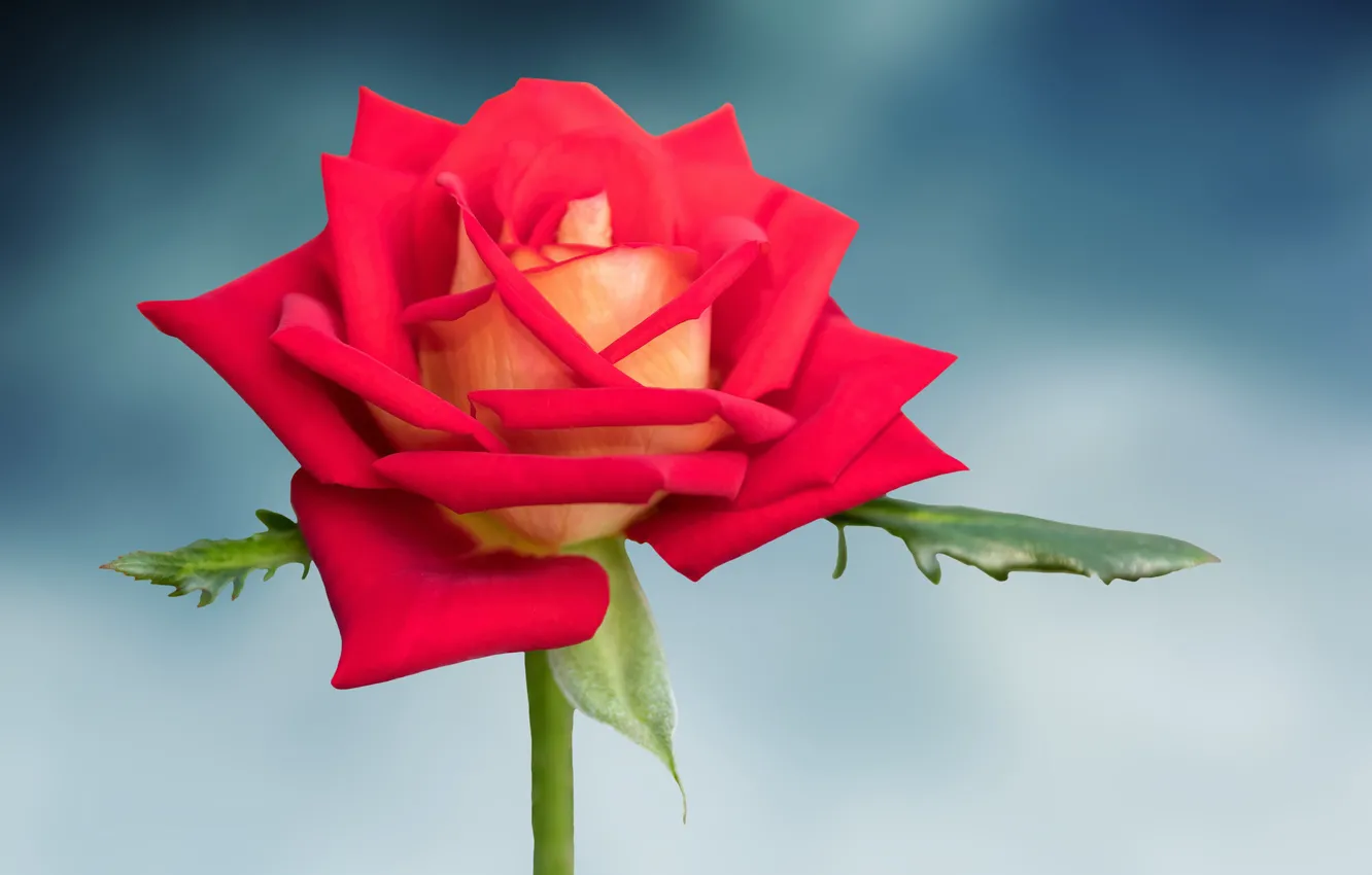 Фото обои фон, розы, лепестки