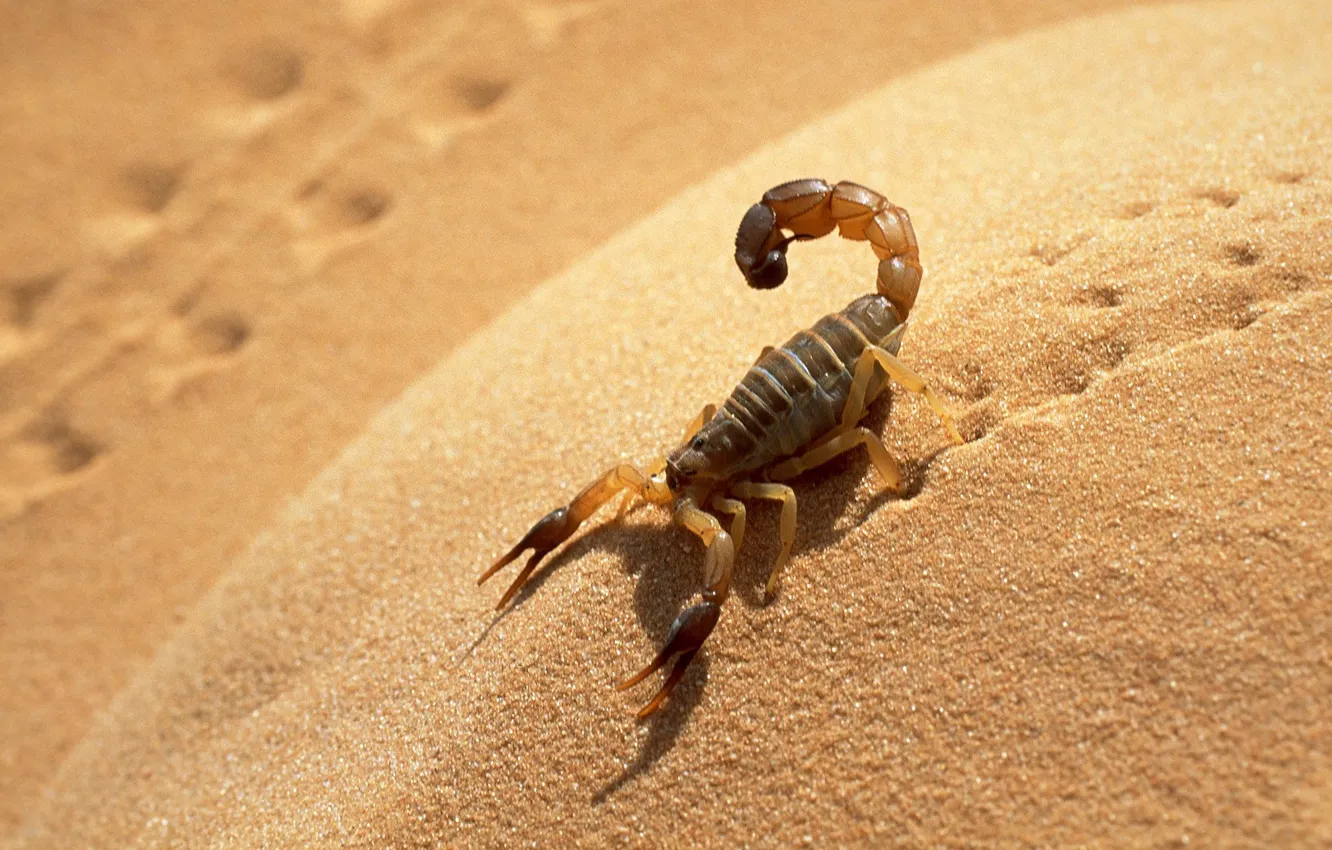 Фото обои песок, следы, тень, скорпион
