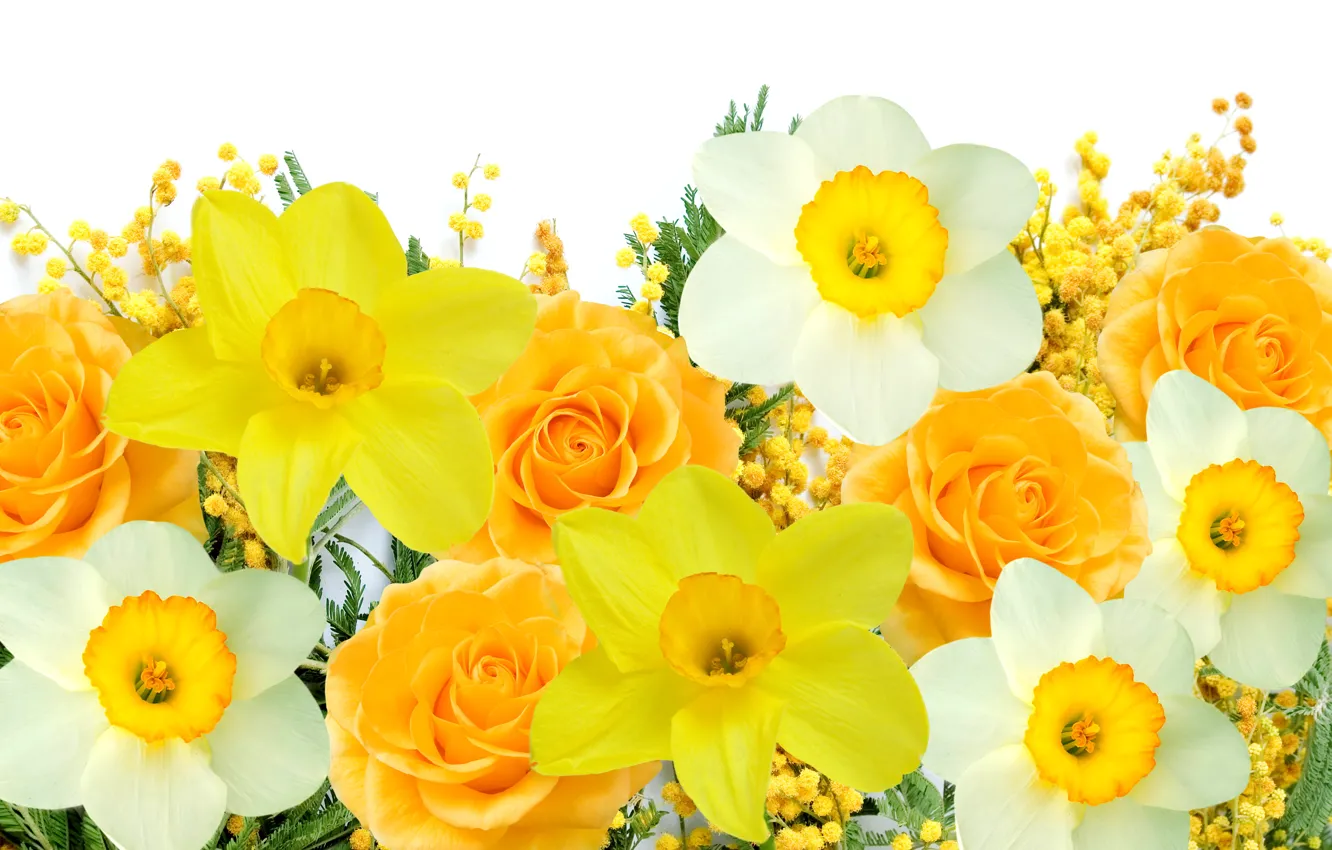 Фото обои белый, цветы, желтый, весна, white, yellow, flowers, нарциссы