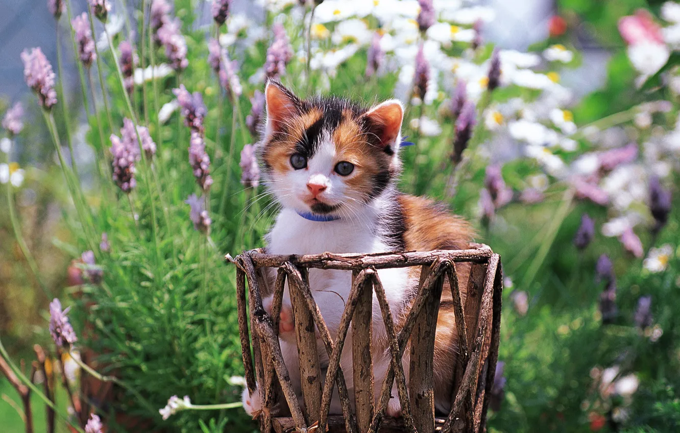 Фото обои кошка, кот, цветы, котенок, киска, киса, cat, котэ