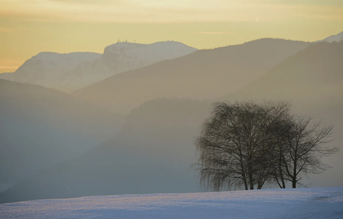 Фото обои зима, лес, снег, деревья, горы, туман, утро
