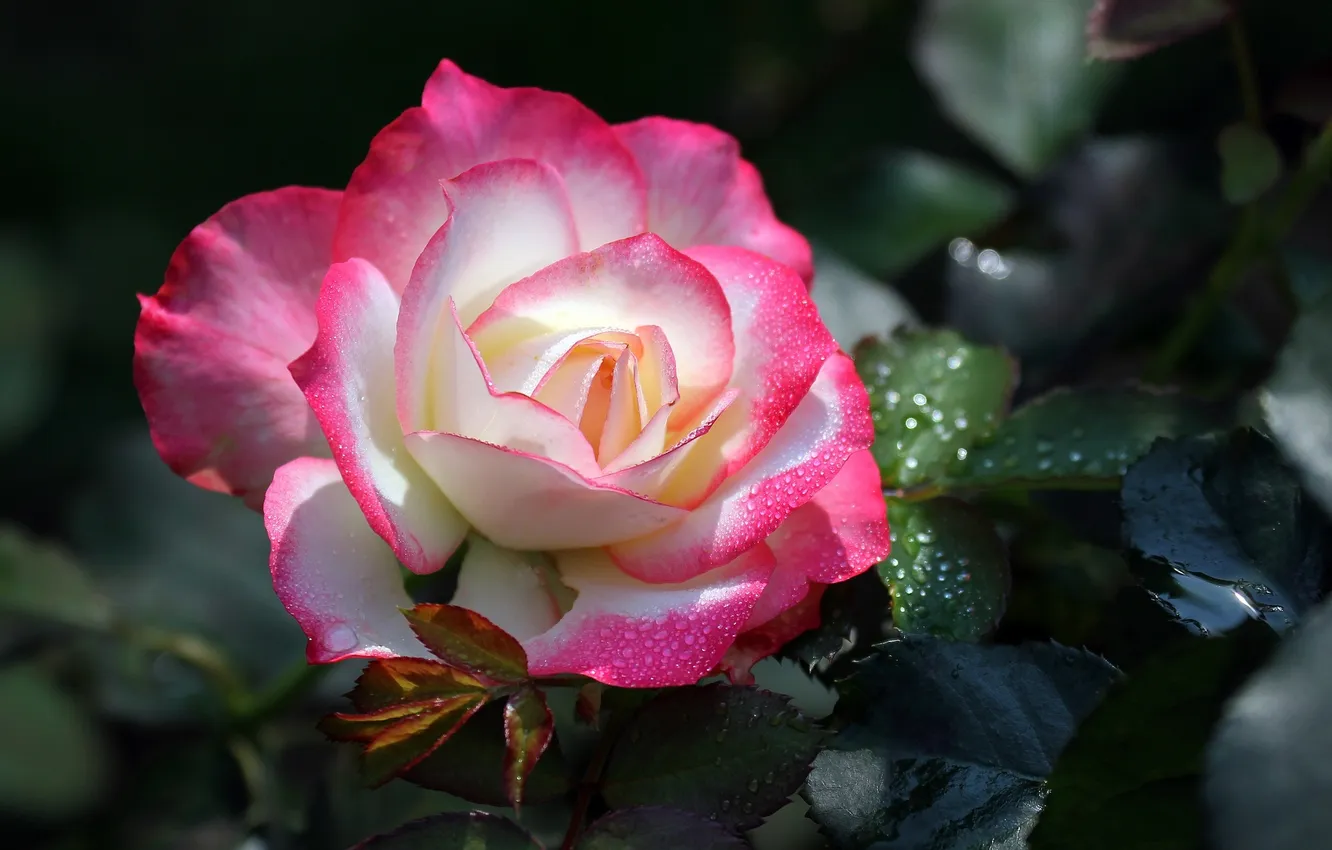 Фото обои роза, лепестки, бутон, цветение, бело-розовая