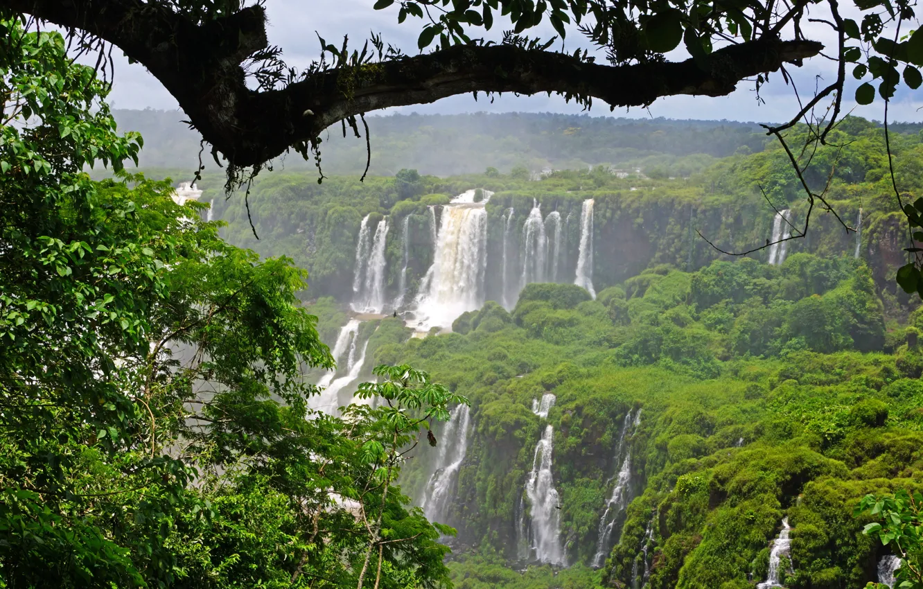 Фото обои зелень, деревья, ветки, листва, водопады, Бразилия, Iguazu