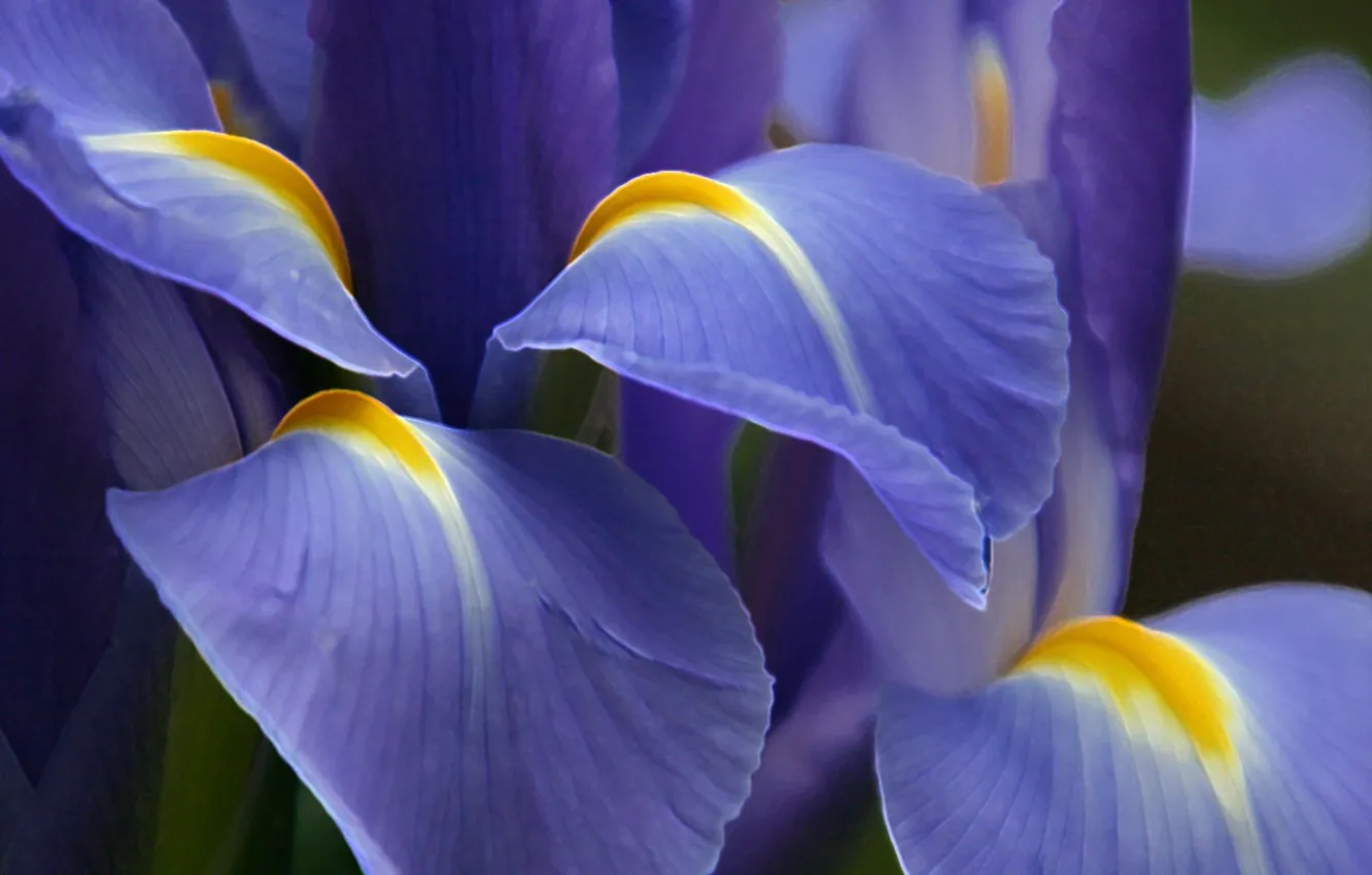 Фото обои цветок, фиолетовый