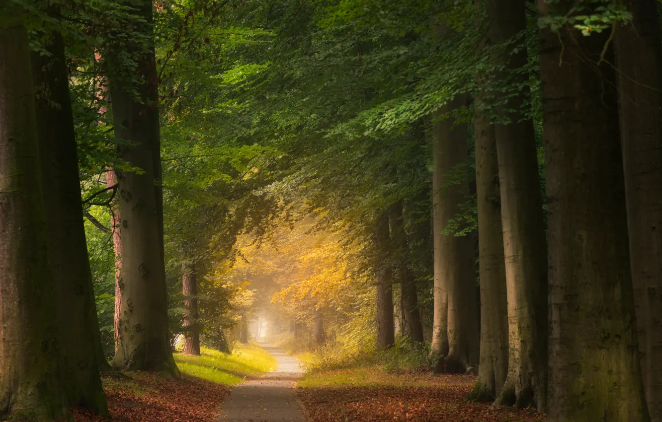 Фото обои дорога, осень, лес, листья, деревья, forest, road, park