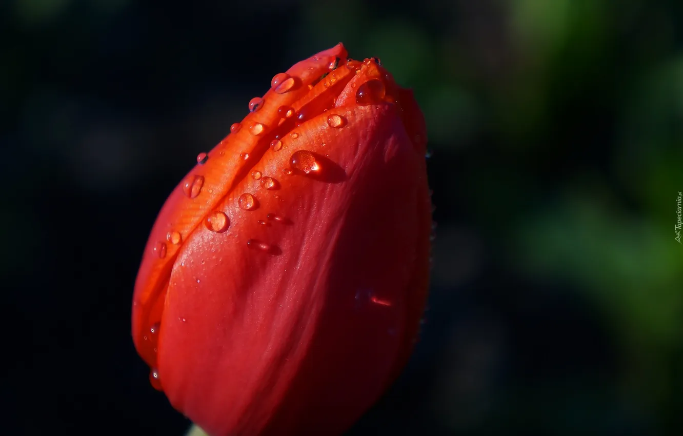 Фото обои flower, tulips, spring