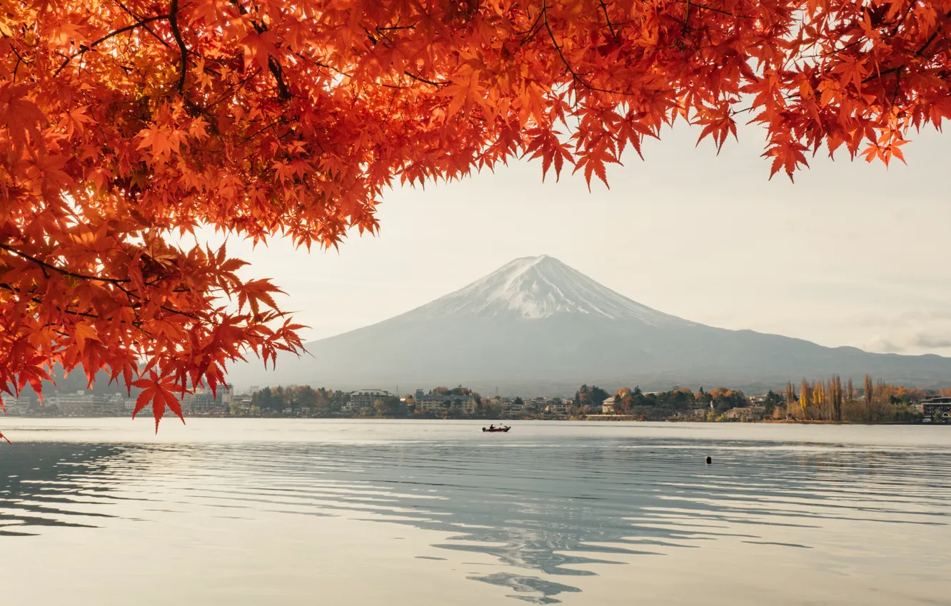 Фото обои пейзаж, дерево, вулкан, Гора Фудзияма