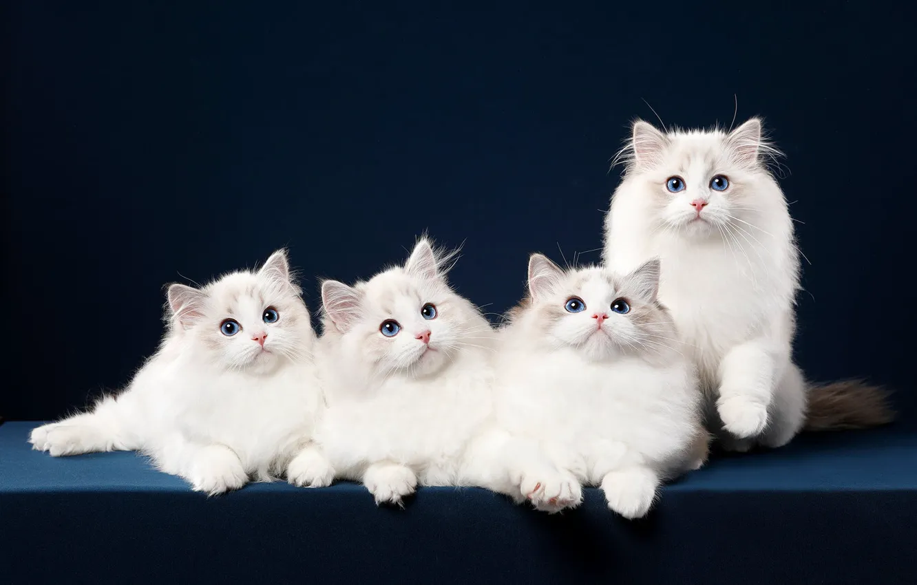 Фото обои кошка, взгляд, синий, поза, фон, мордочка, котята, белые