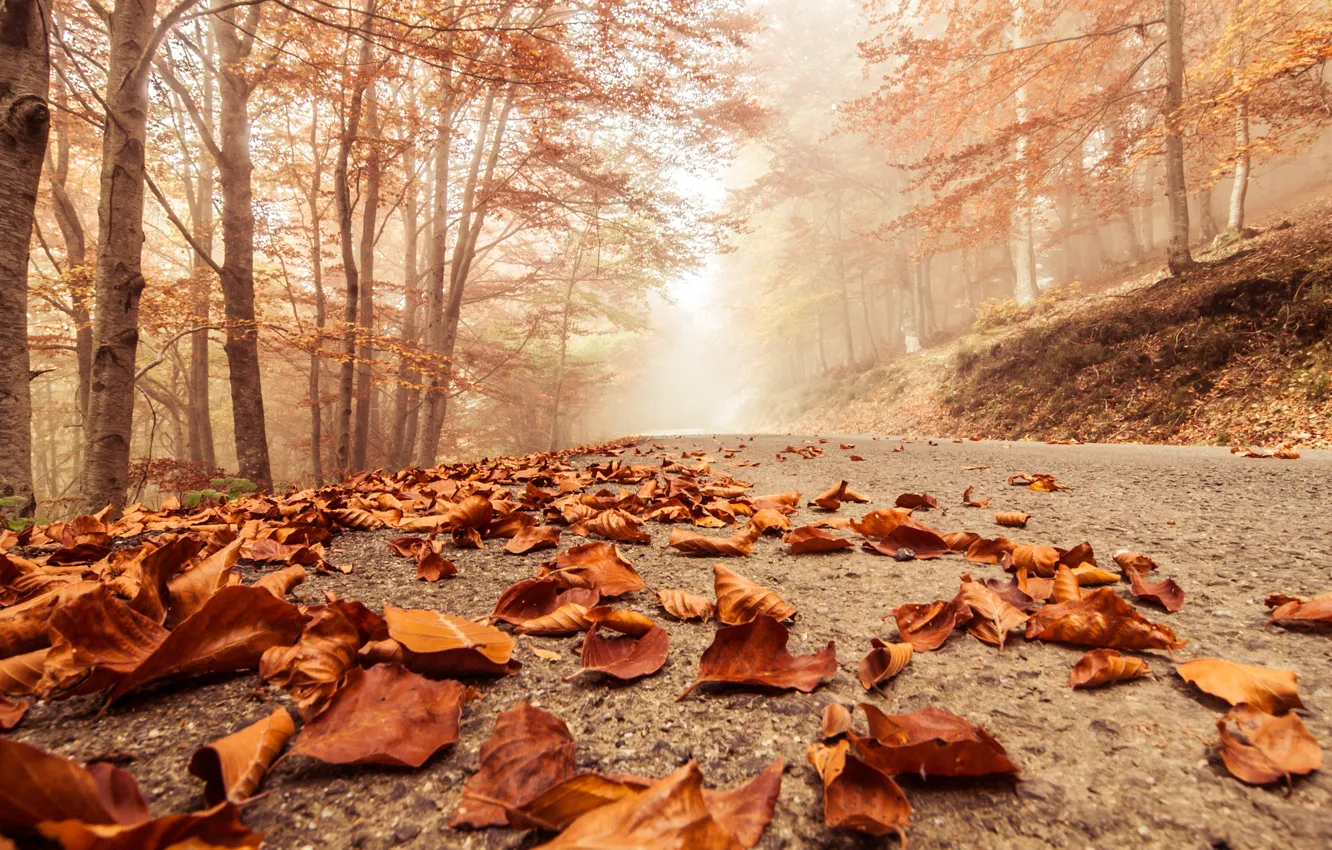 Фото обои осень, макро, деревья, пейзаж, природа, сцена, forest, Misty