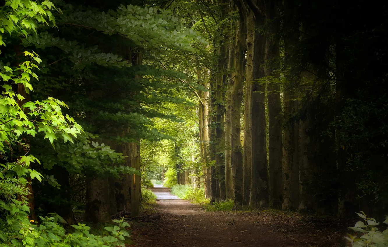 Фото обои лето, природа, парк