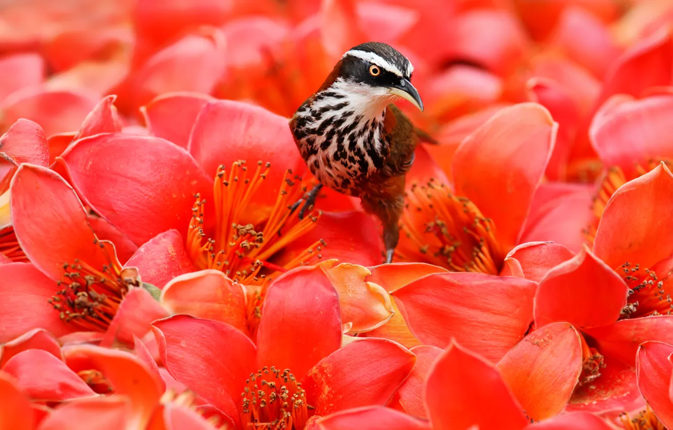 Фото обои цветы, тропики, птица