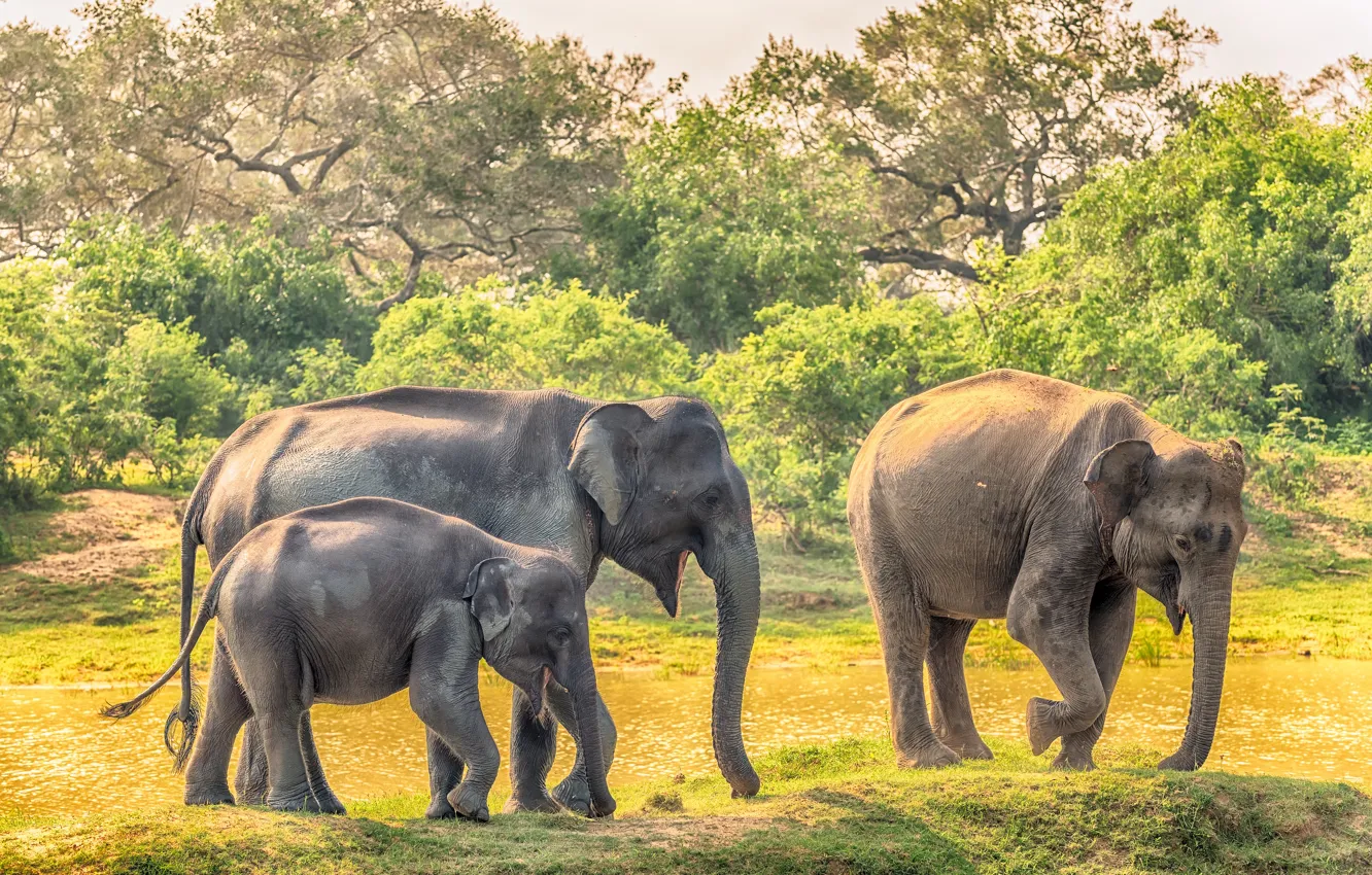 Фото обои семья, детёныш, слоны, Шри-Ланка, Yala National Park