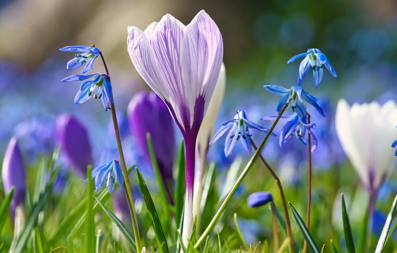 Фото обои цветы, поляна, весна, голубые, крокусы, сиреневые, боке, пролеска