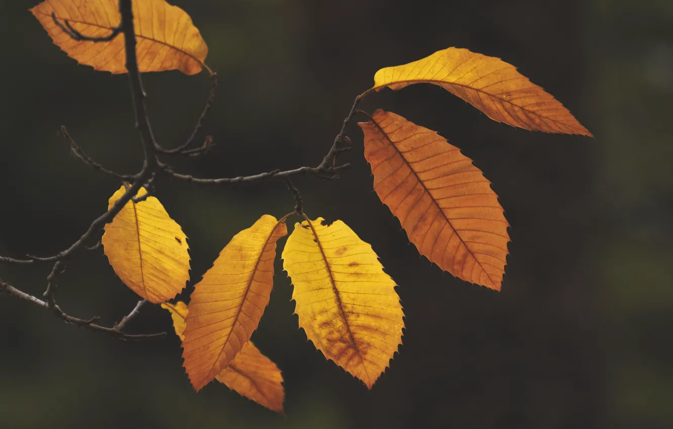 Фото обои осень, фон, жёлтые листья