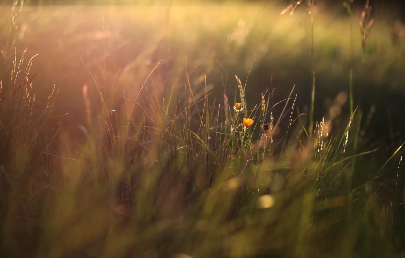 Фото обои трава, свет, цветочки