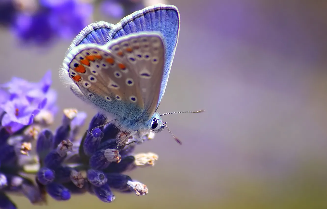 Фото обои цветок, макро, бабочка, размытость, голубая