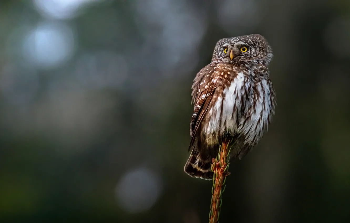 Фото обои сова, птица, bird, eurasian pygmy owl, воробьиный сыч, glaucidium passerinum, Erik Karits